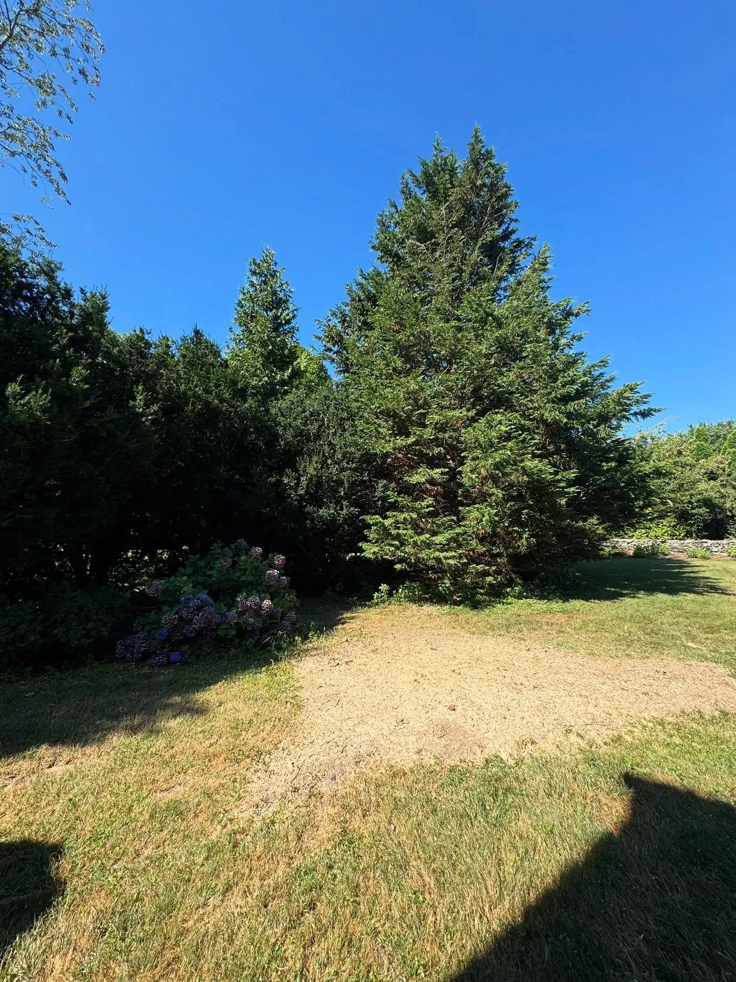 After: the tree removed and the yard cleared