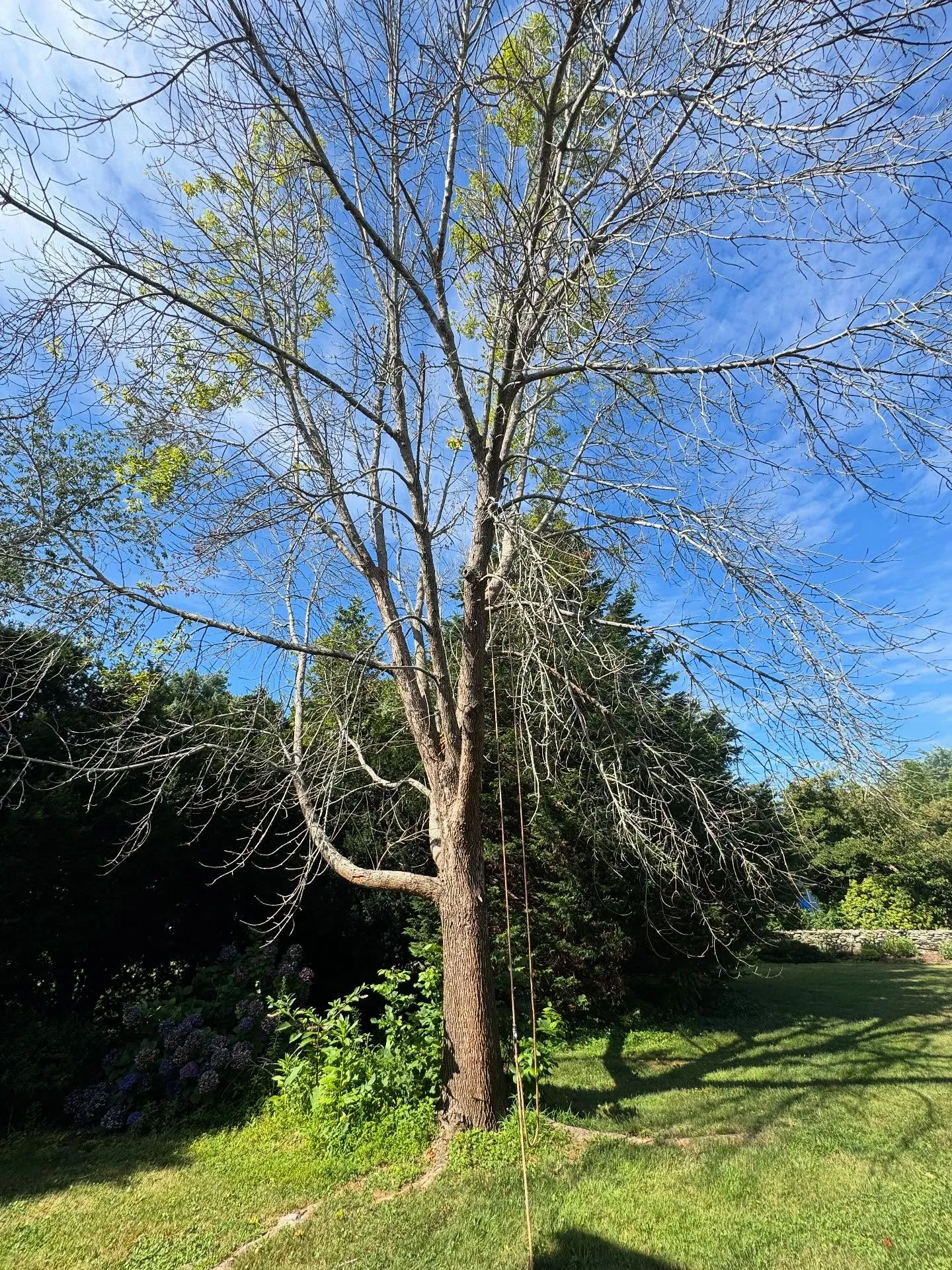 Before: a large tree standing in the yard