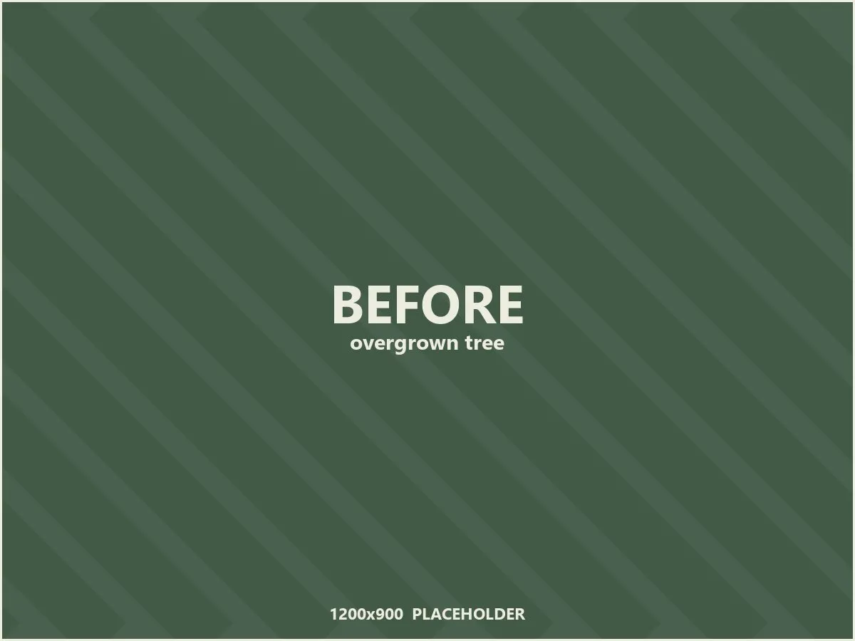 Placeholder: overgrown tree before pruning