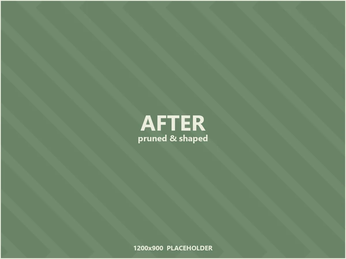 Placeholder: the same tree cleanly pruned and shaped