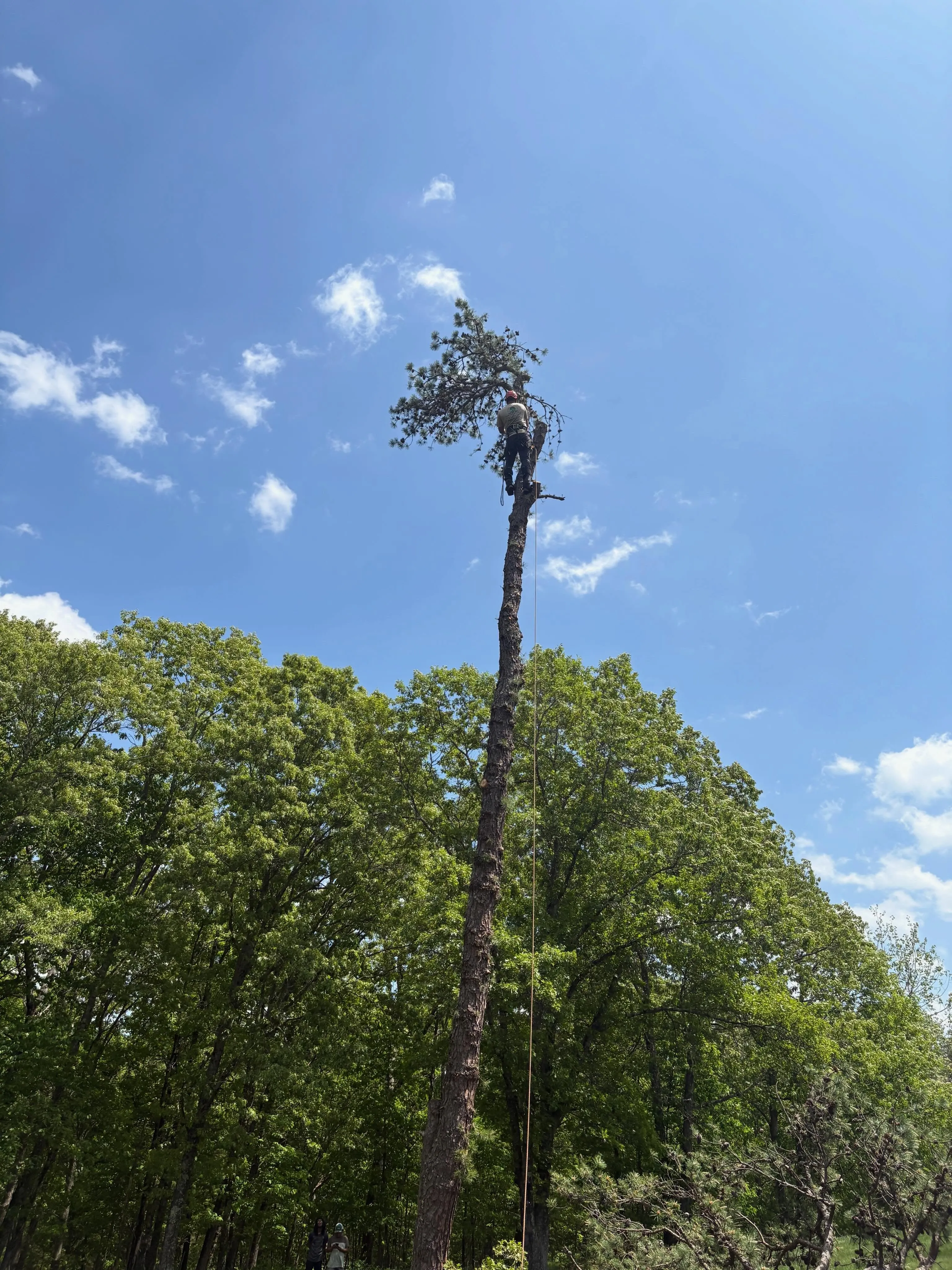 A J&D Tree Pros arborist up in a tree