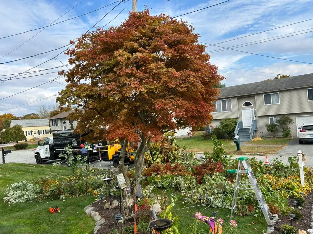A tree on a property