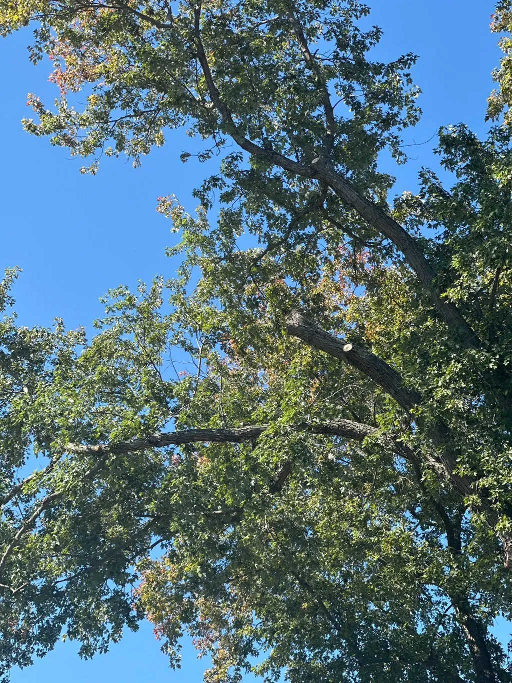 A tree seen from the ground