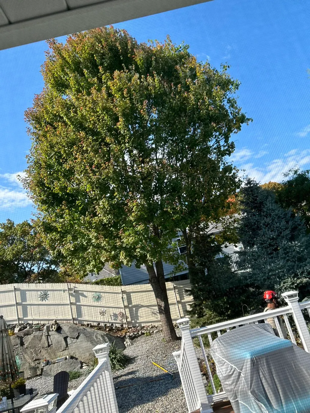 A tall tree against the sky