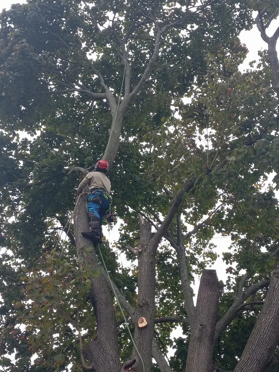 A J&D Tree Pros arborist up in a tree
