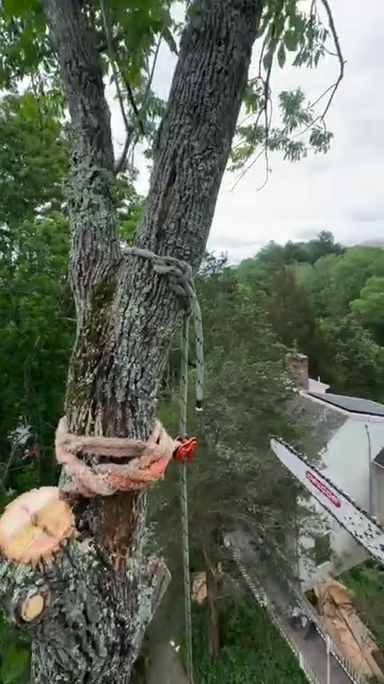 A J&D Tree Pros arborist cutting a tree with a chainsaw